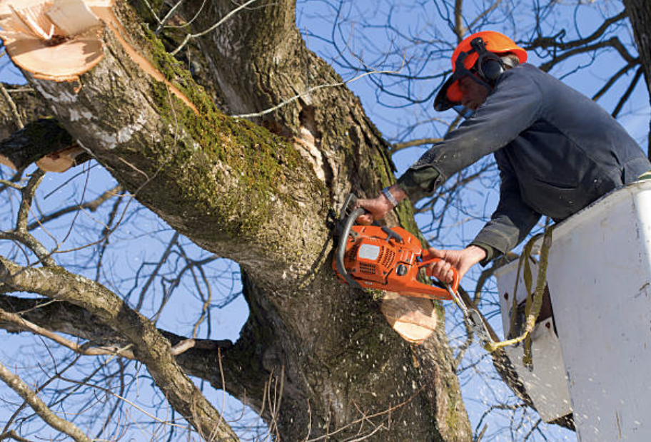 tree pruning in Nogales